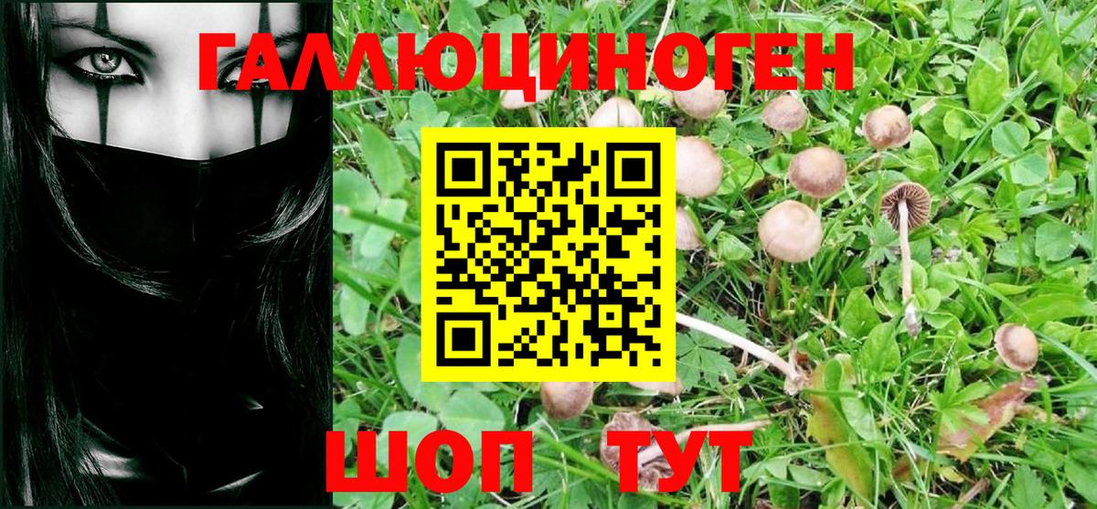 Псилоцибиновые грибы Psilocybine cubensis  как найти закладки  Благовещенск  Псилоцибиновые грибы Psilocybine cubensis  Вход с VPN 